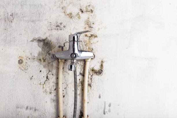 Melville, NY Mold Removal Company