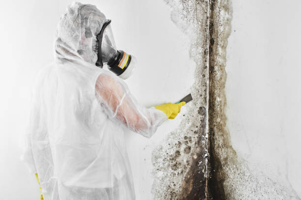 Best Toxic Mold Removal  in Melville, NY