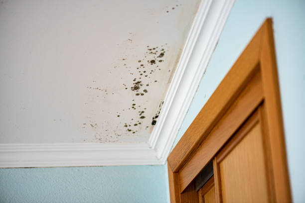 Best Certified Mold Removal  in Melville, NY