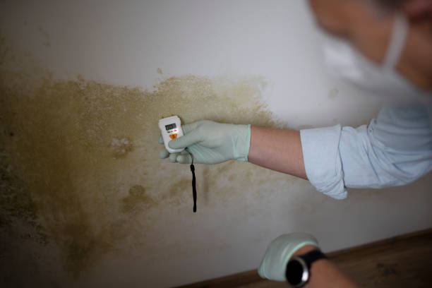 Best Professional Mold Removal  in Melville, NY
