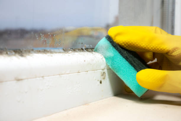 Best Mold Remediation Services  in Melville, NY