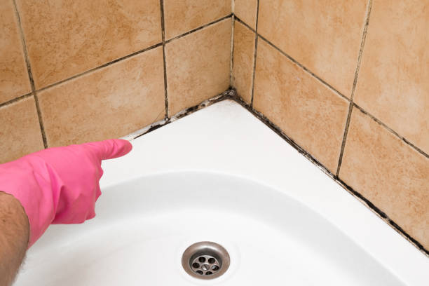 Best Commercial Mold Removal  in Melville, NY